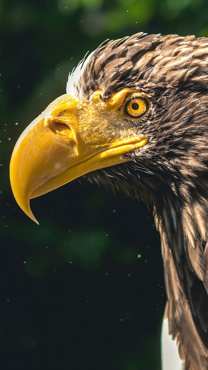 Eagle beak, Eagles phone wallpaper