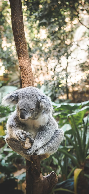 iPhone koala , Stylish background, Phone customization, phone wallpaper