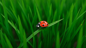 landscape, ladybug wallpaper