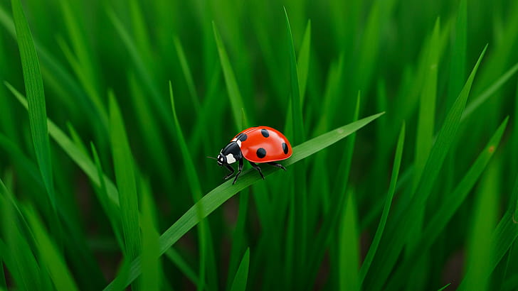 landscape, ladybug wallpaper