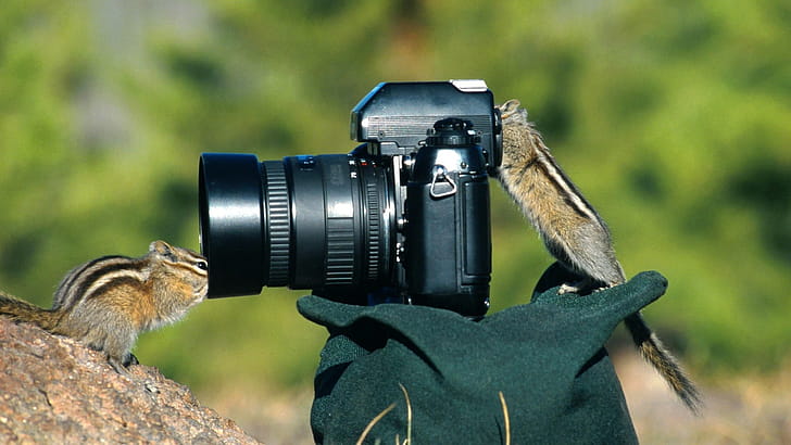 Chipmunk, Animals, Camera, graphy wallpaper