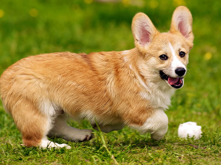 Playing, Corgis wallpaper