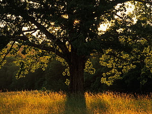 Tree, Trees wallpaper