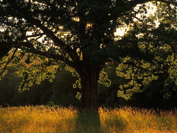 Tree, Trees wallpaper