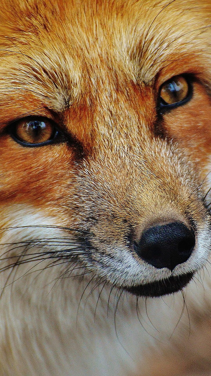 Close-up, Foxes phone wallpaper
