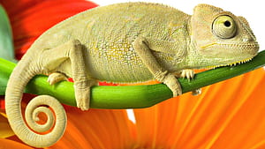 Lizard wallpaper