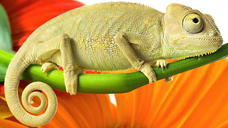 Lizard wallpaper