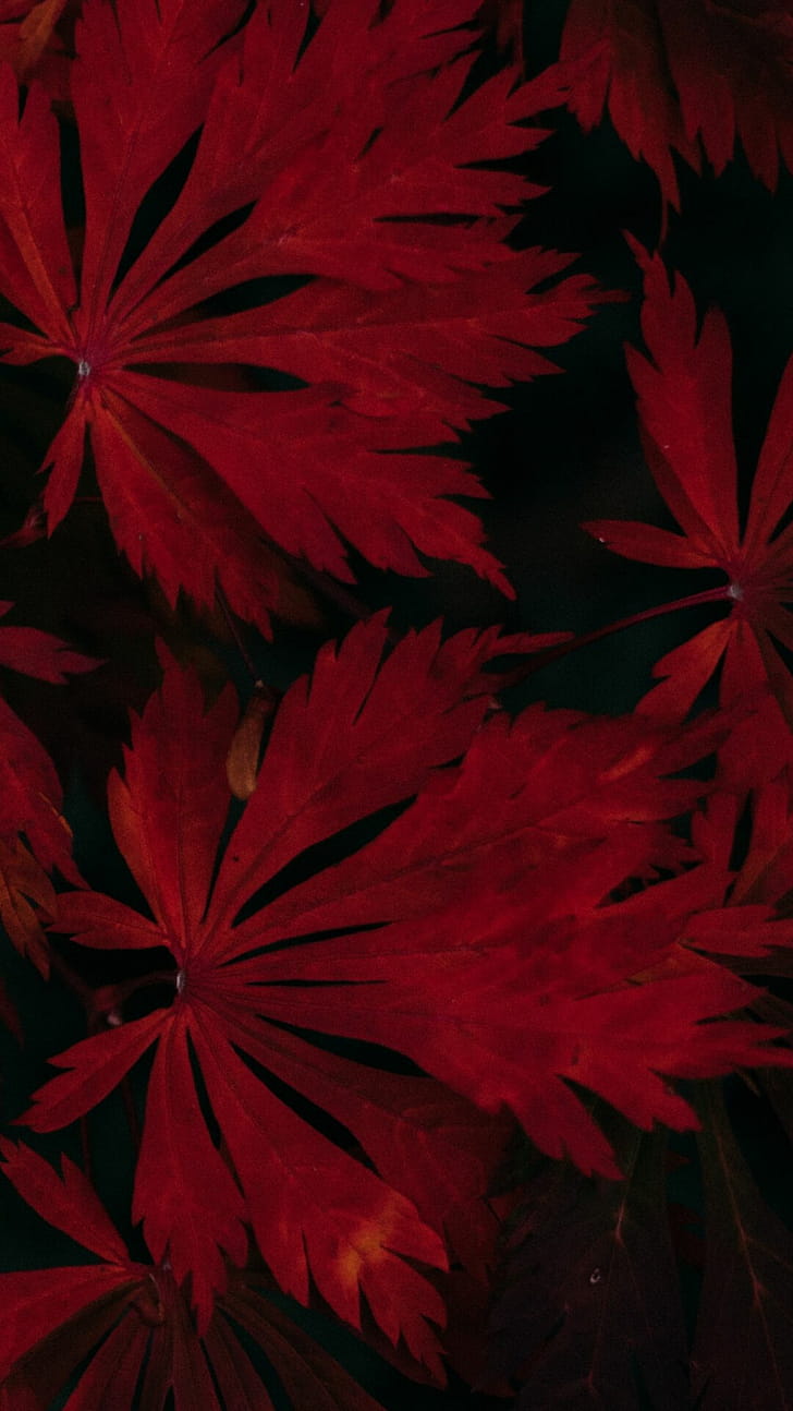 Leaf close-up, Natural patterns phone wallpaper