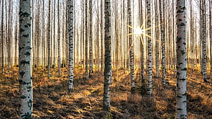 Birch tree , 26 , Birch tree wallpaper