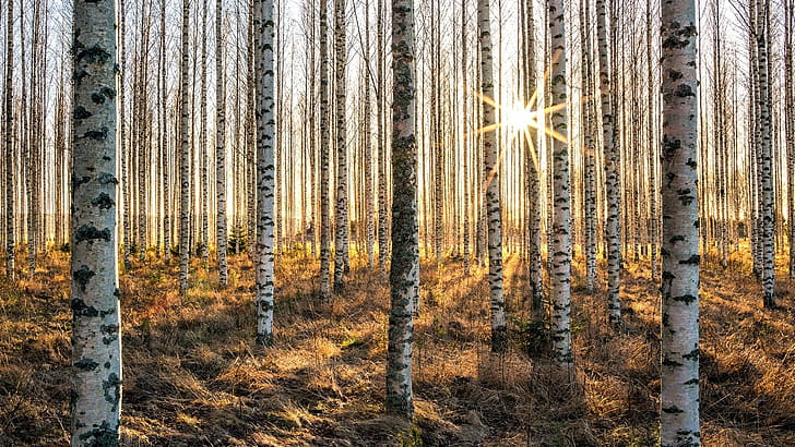 Birch tree , 26 , Birch tree wallpaper