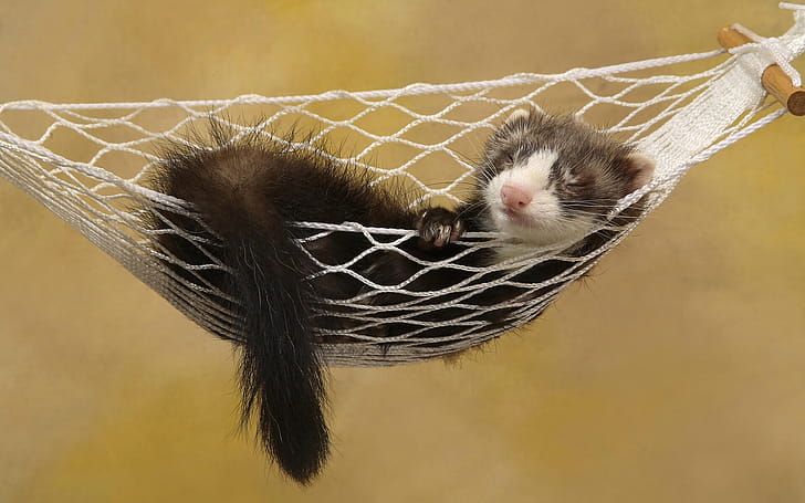 Sleeping, Ferrets wallpaper