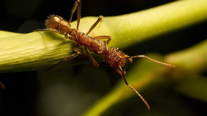 Gnamptogenys, Ant wallpaper