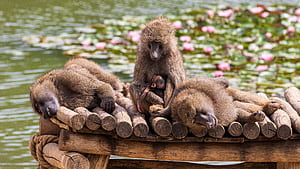 Olive baboon, Baboon wallpaper