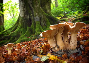 Mushrooms, Beech Tree wallpaper