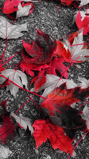 fall, nature, leaf phone wallpaper