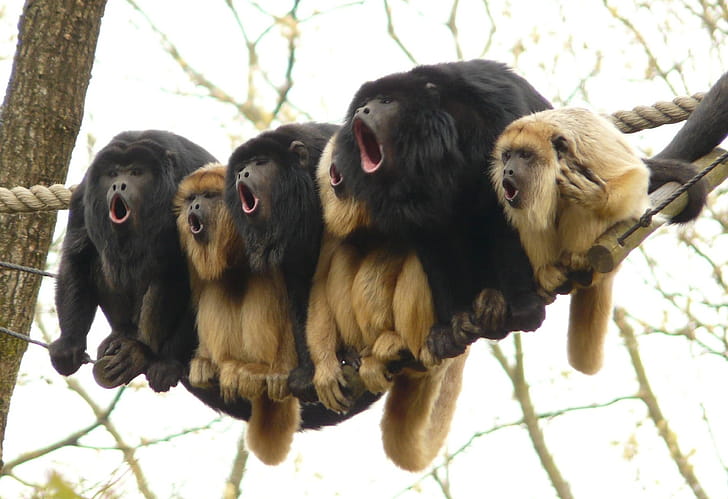 Choir, Howler Monkey wallpaper