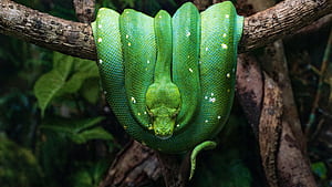 Green python ,  resolution, Tree branch reptile, Coiled snake wallpaper