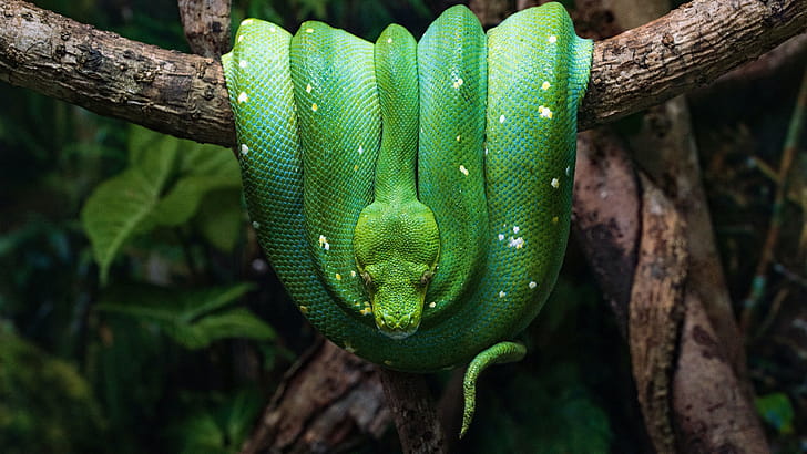 Green python ,  resolution, Tree branch reptile, Coiled snake wallpaper