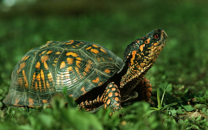 Eastern box turtle, Turtles wallpaper