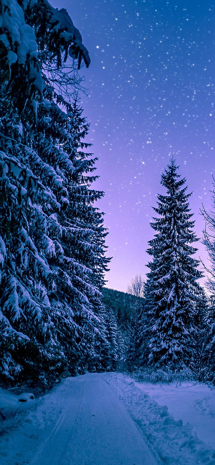 Winter forest, Trees phone wallpaper