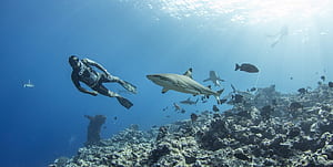 Sharks, diving wallpaper