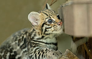 Cub, Ocelots wallpaper