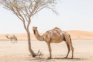 Camel ,  backgrounds wallpaper