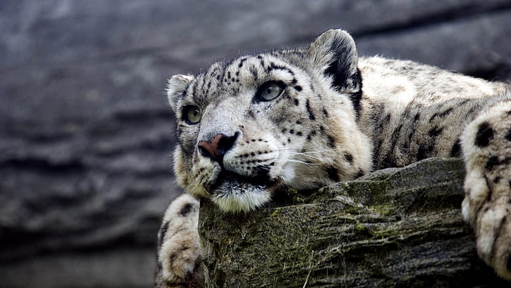 Snow leopard  ,  , wallpaper