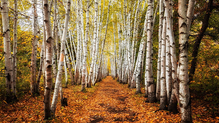 birch , Background , 10 wallpaper