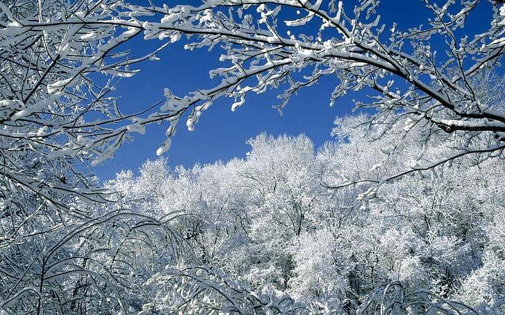 Snow,  , Winter, Tree wallpaper