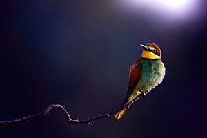 Bee Eater, bee-eater, birds wallpaper