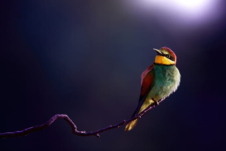 Bee Eater, bee-eater, birds wallpaper