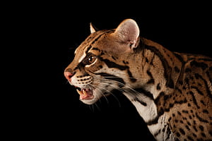 Roar, Ocelots wallpaper