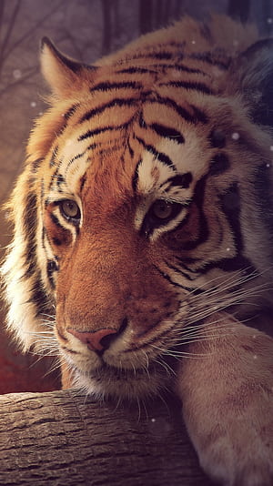 tiger, graphy, manipulation phone wallpaper