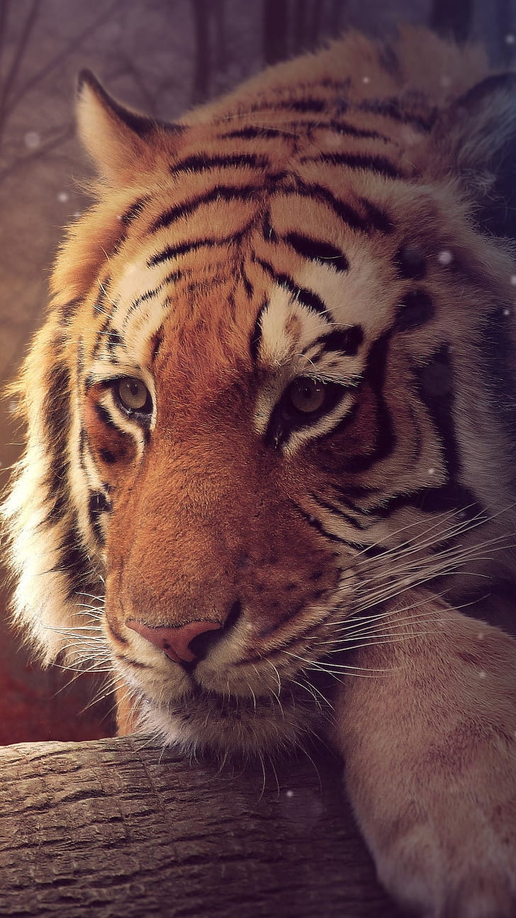tiger, graphy, manipulation phone wallpaper