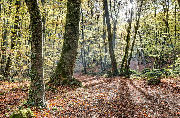Jordan Beech Forest, Beech Tree wallpaper