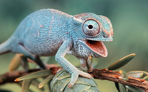 350 lizard wallpaper
