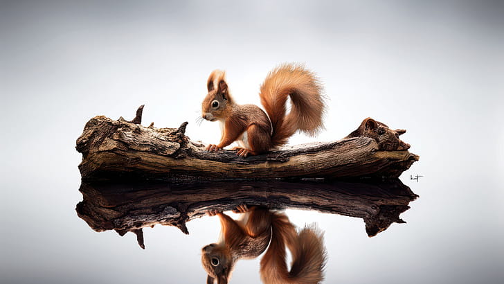 Squirrel , squirrel, animals wallpaper
