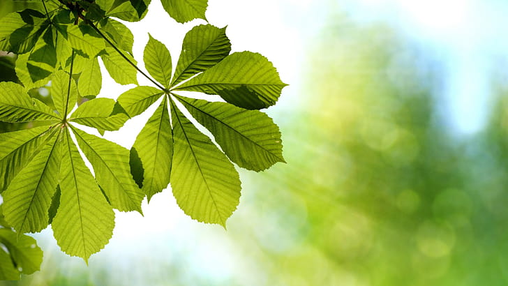 Chestnut tree, Middo wallpaper