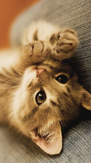 Kitten , iPhone charm phone wallpaper