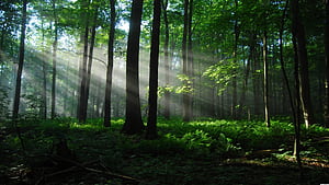 Sunlight, Rainforests wallpaper