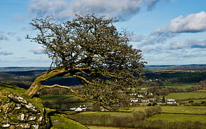 Tree, Trees wallpaper