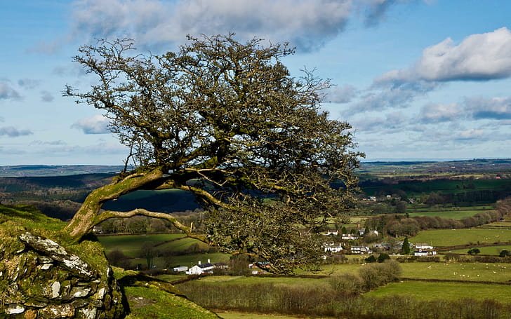 Tree, Trees wallpaper