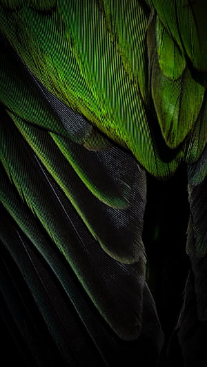 green, graphy, feather phone wallpaper