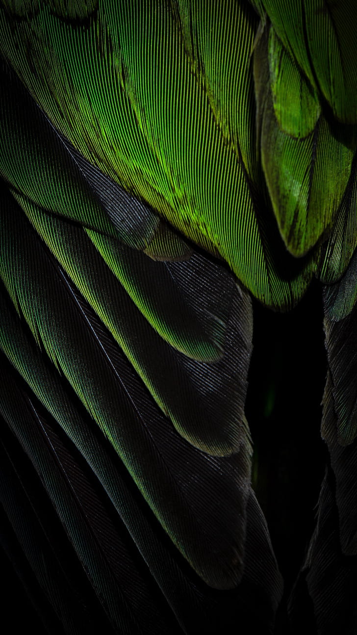 green, graphy, feather phone wallpaper