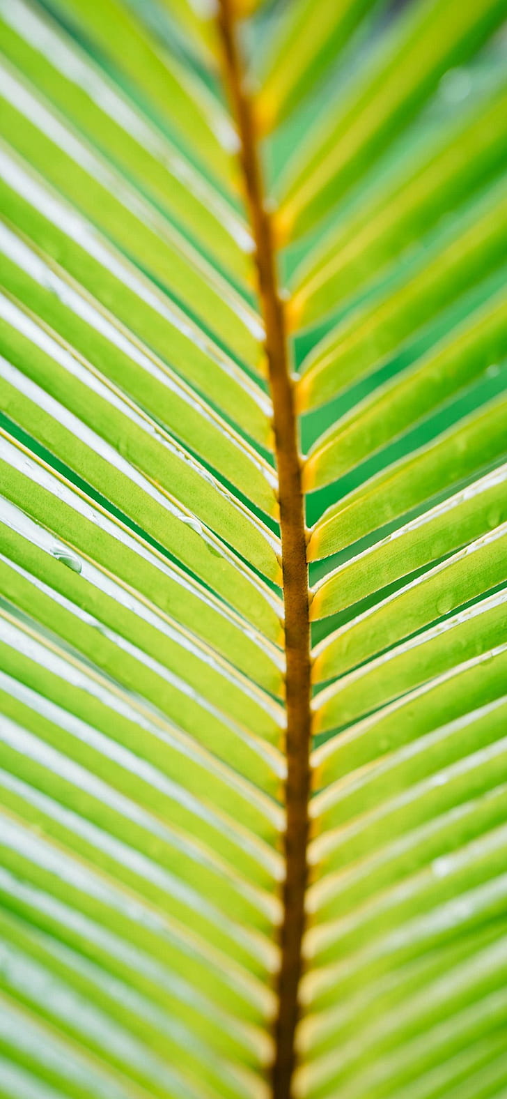 nature, leaf phone wallpaper
