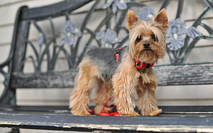 Yorkshire Terrier, , Computer wallpaper