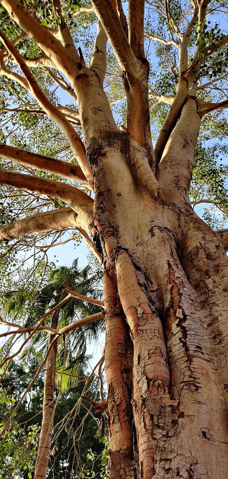 Eucalyptus tree, Roneplus7pro phone wallpaper