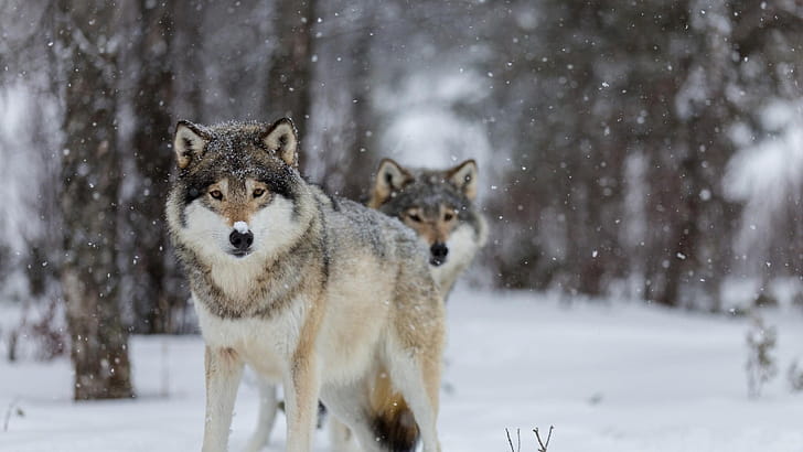Gray Wolf, Wolf  , Top , Backgrounds wallpaper