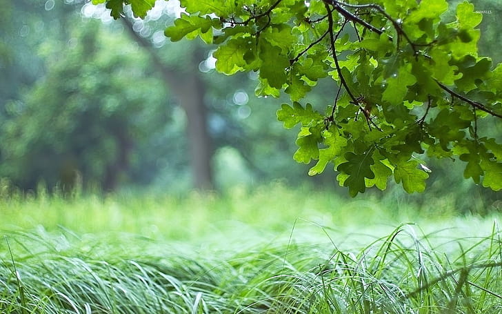 Oak Tree, Oak leaf , Nature backgrounds, Leaf patterns wallpaper